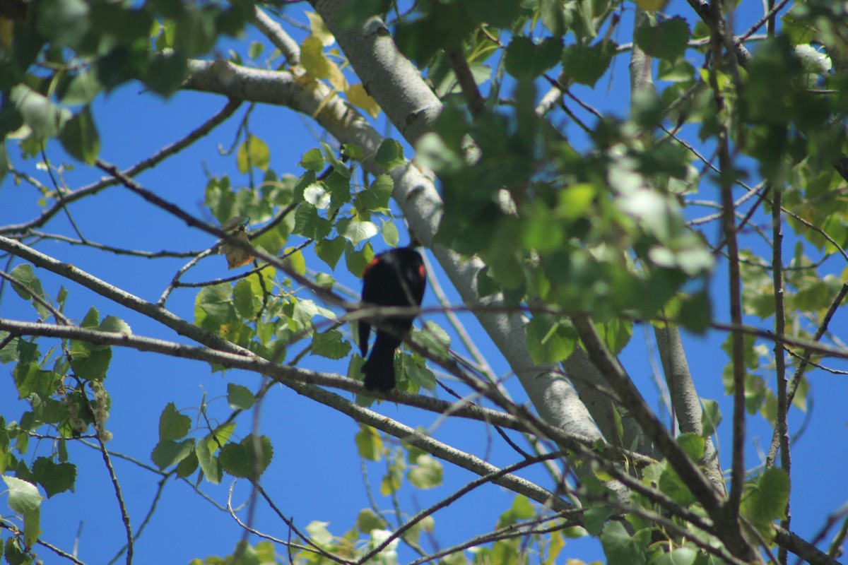 Red-winged Blackbird - ML593847191