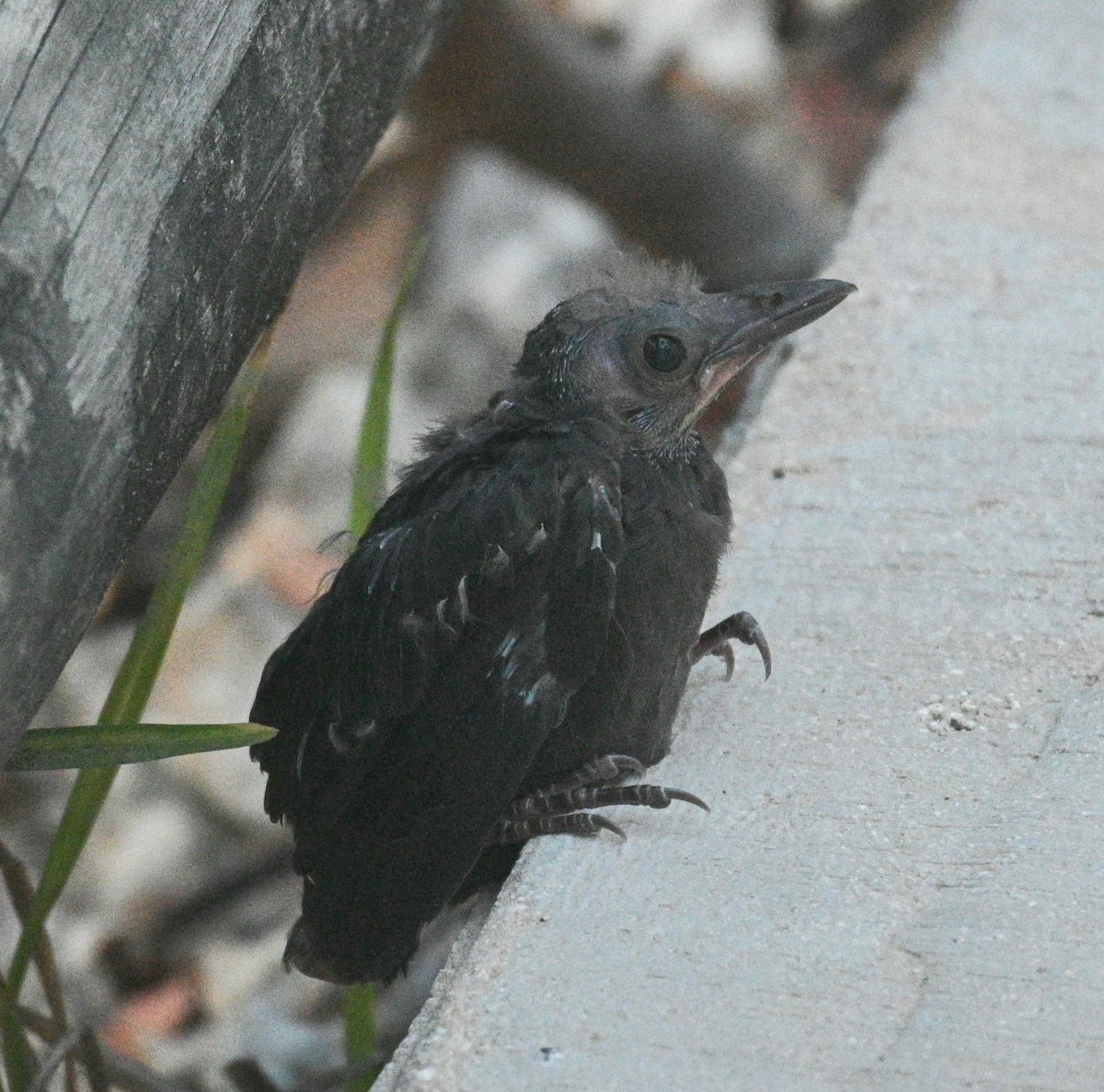 Common Grackle - Jim McDaniel