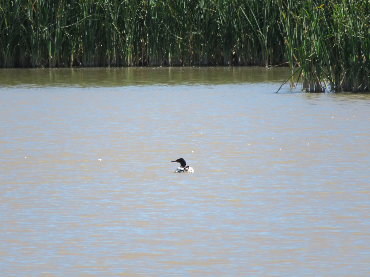 Common Merganser - ML593847921