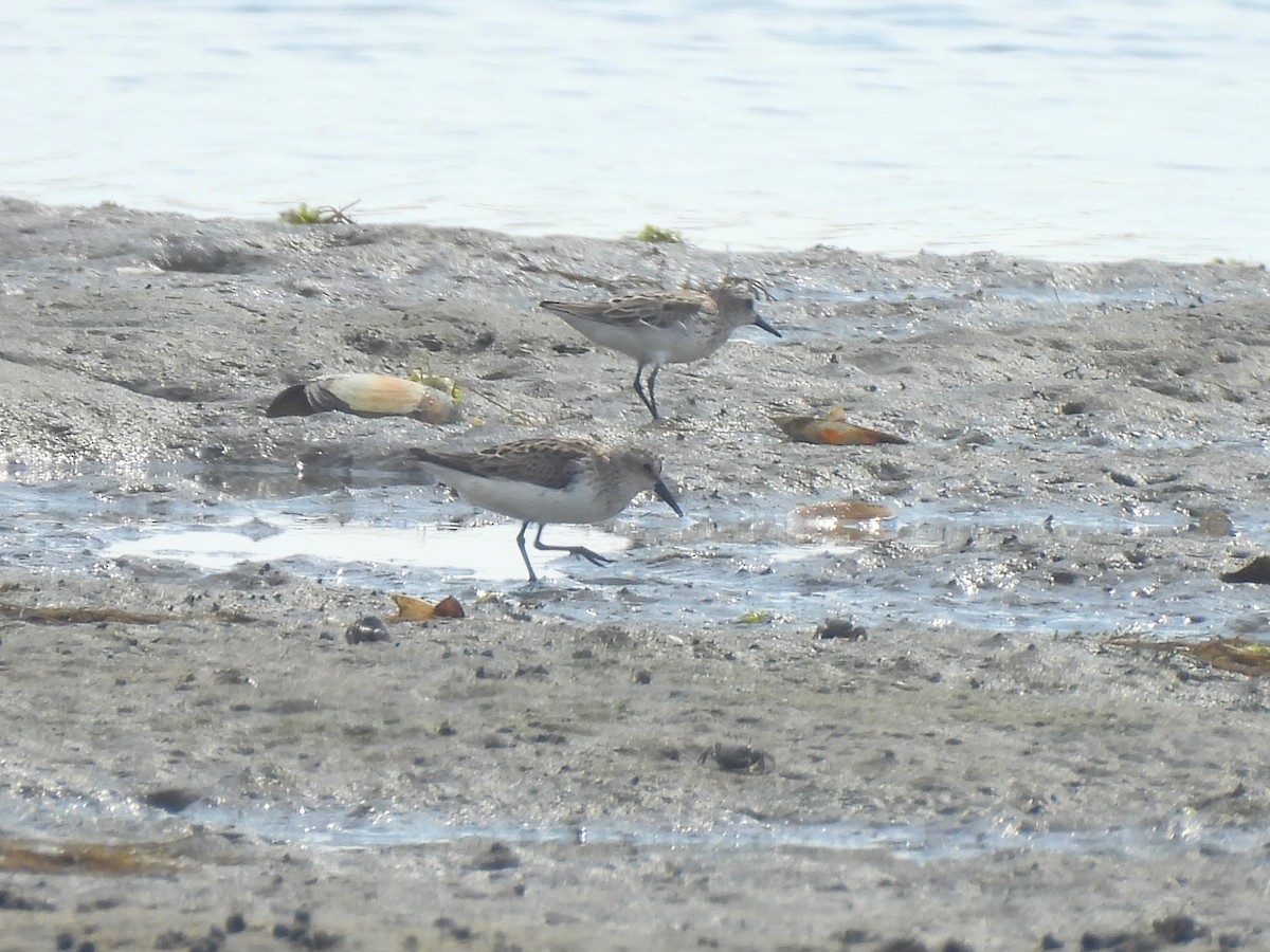 Semipalmated Sandpiper - ML593848351