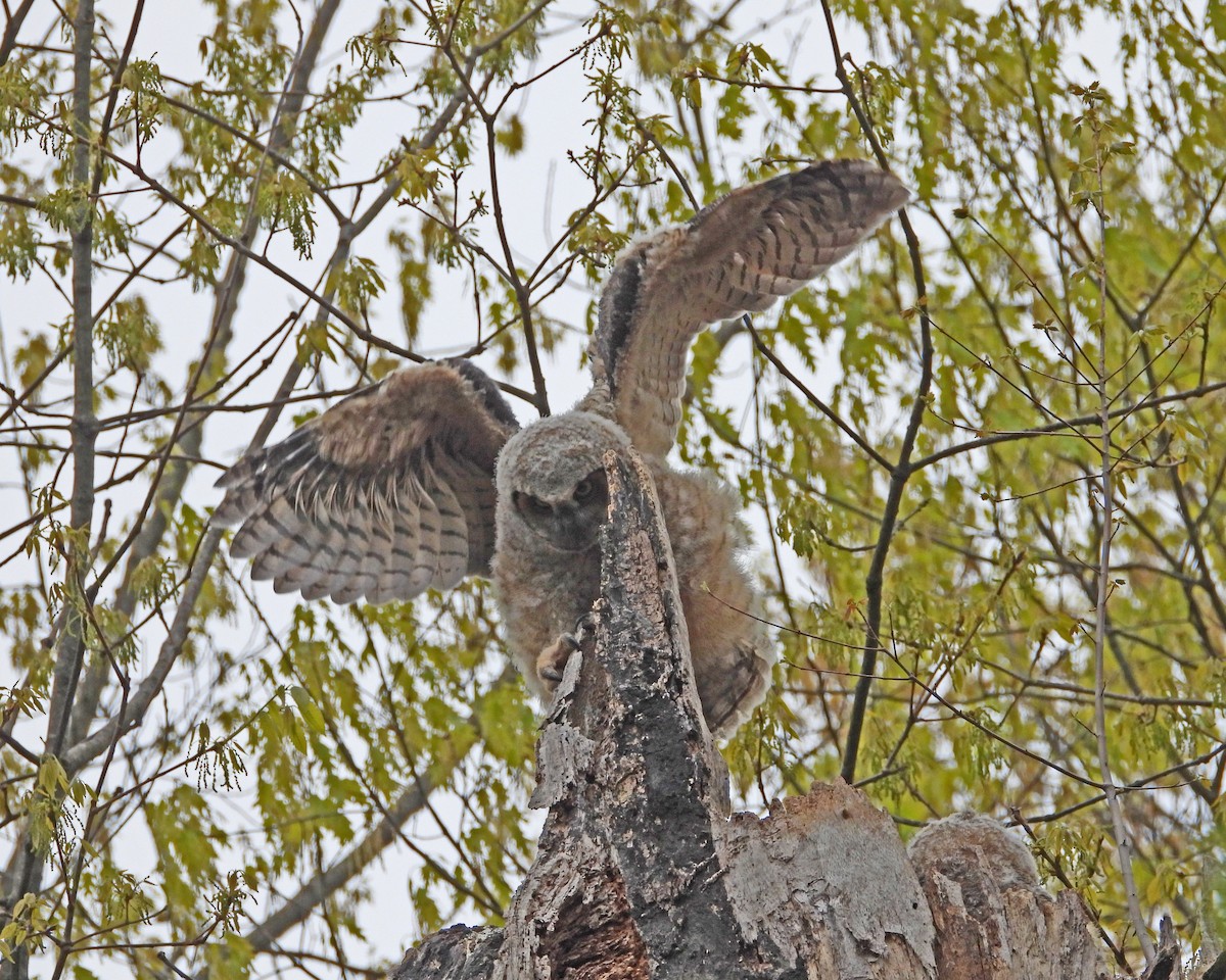 Great Horned Owl - ML593848471