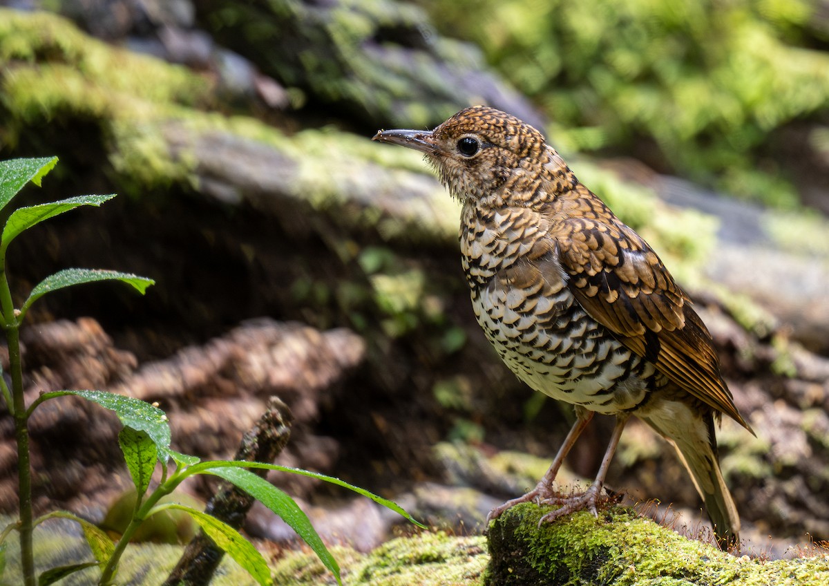 Scaly Thrush (Horsfield's) - ML593848531