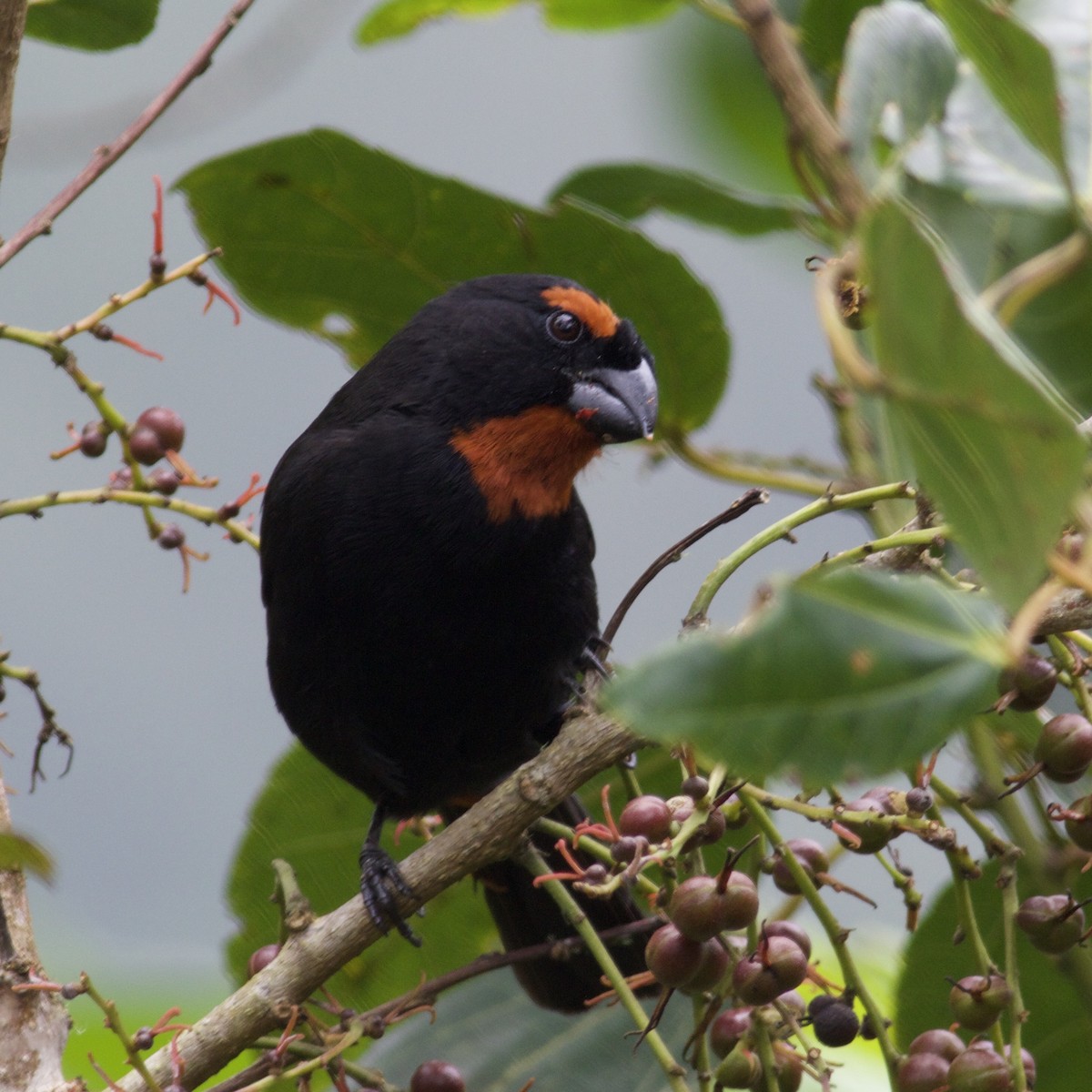 Greater Antillean Bullfinch - Nick Lessof