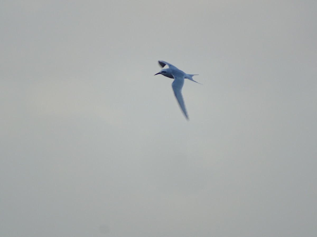 Snowy-crowned Tern - ML593849191