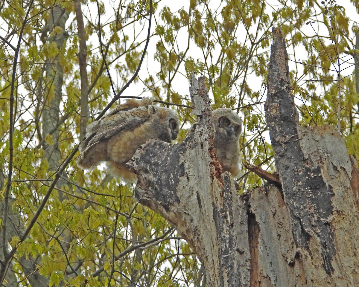 Great Horned Owl - ML593849271