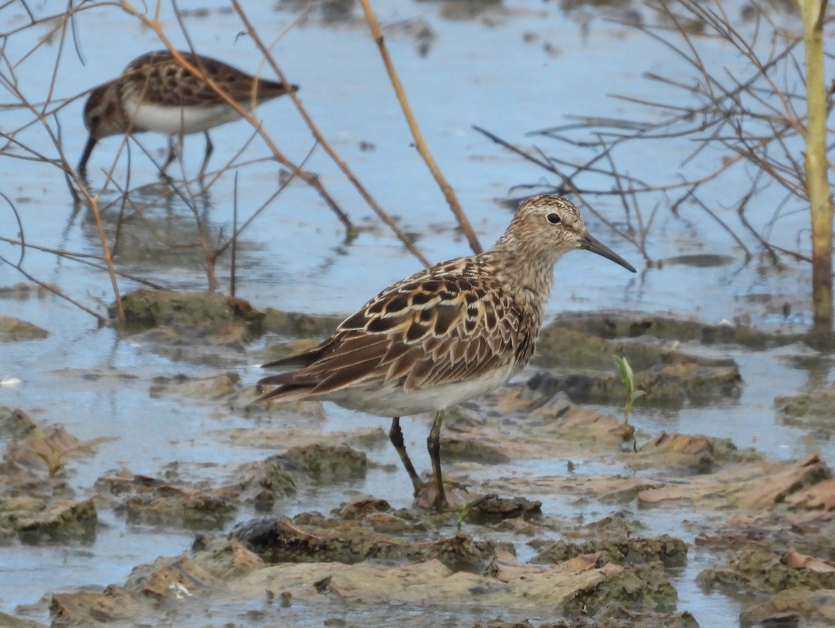 Pectoral Sandpiper - ML593849401