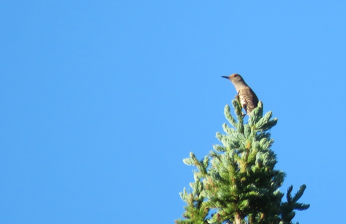 Northern Flicker (Red-shafted) - ML593849421