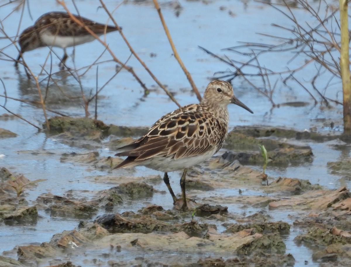 Pectoral Sandpiper - ML593849461