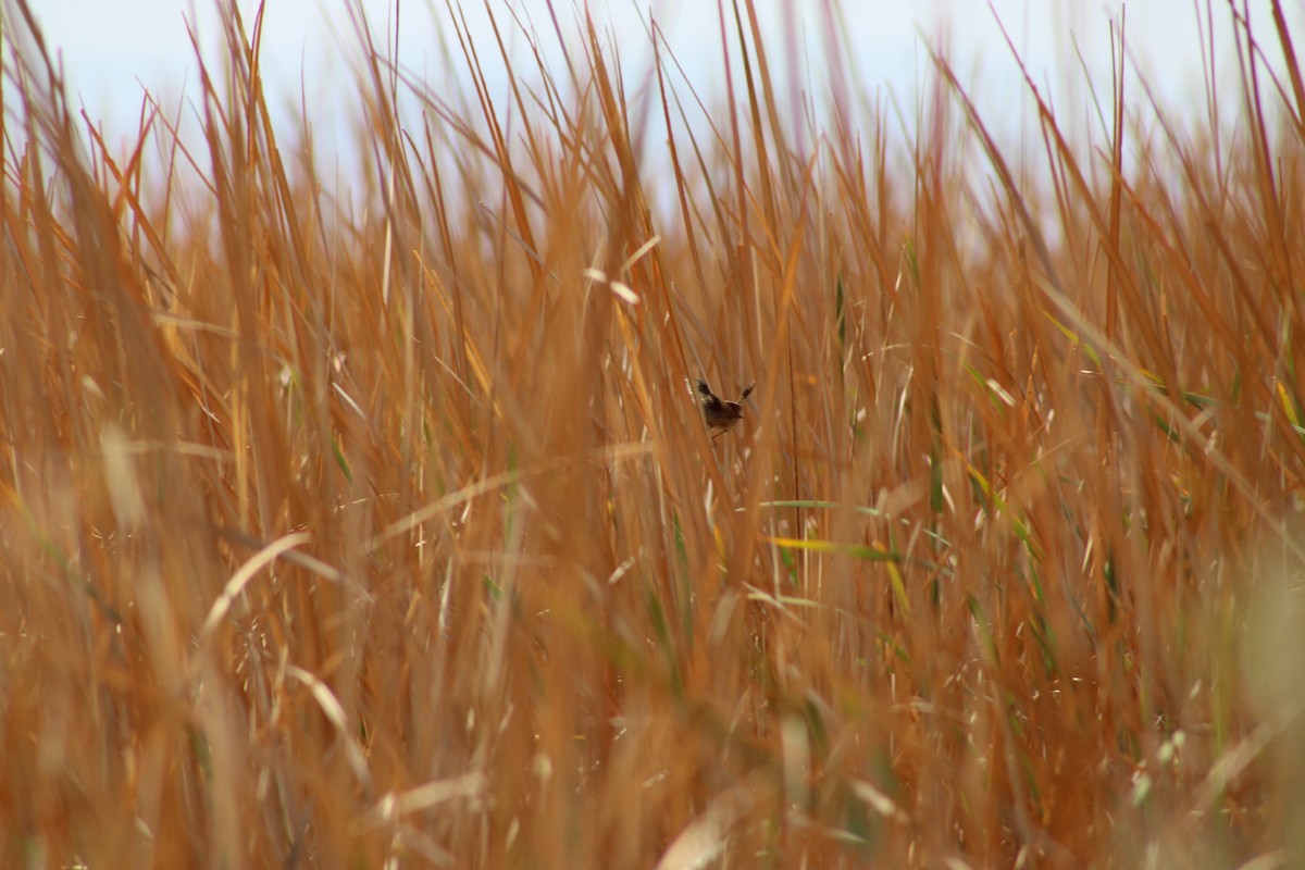 Marsh Wren - ML593849751