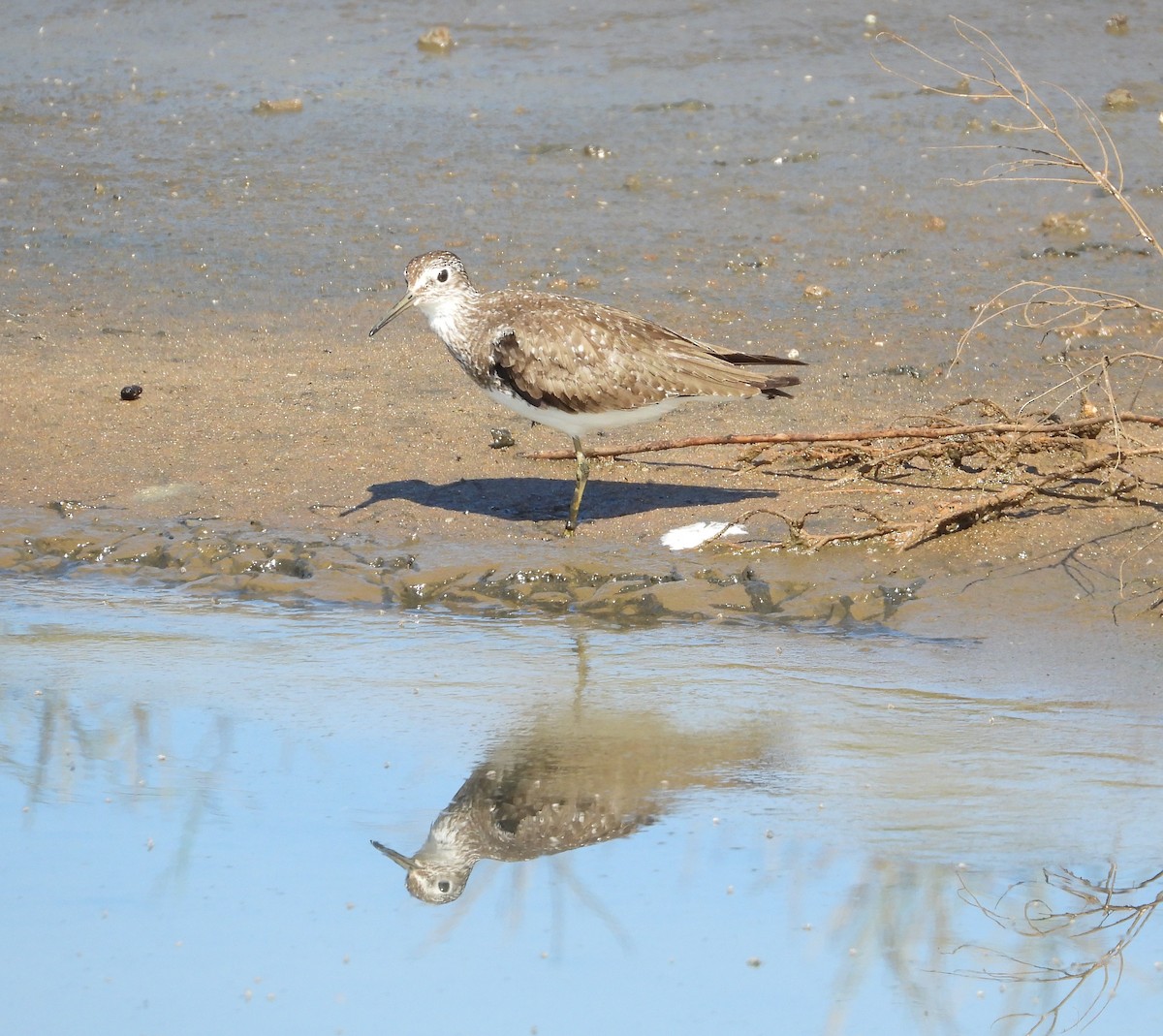 Solitary Sandpiper - ML593849871