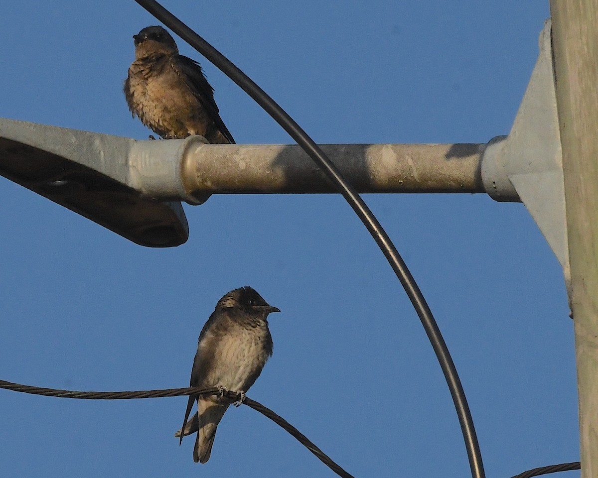 Northern Rough-winged Swallow - ML593851341