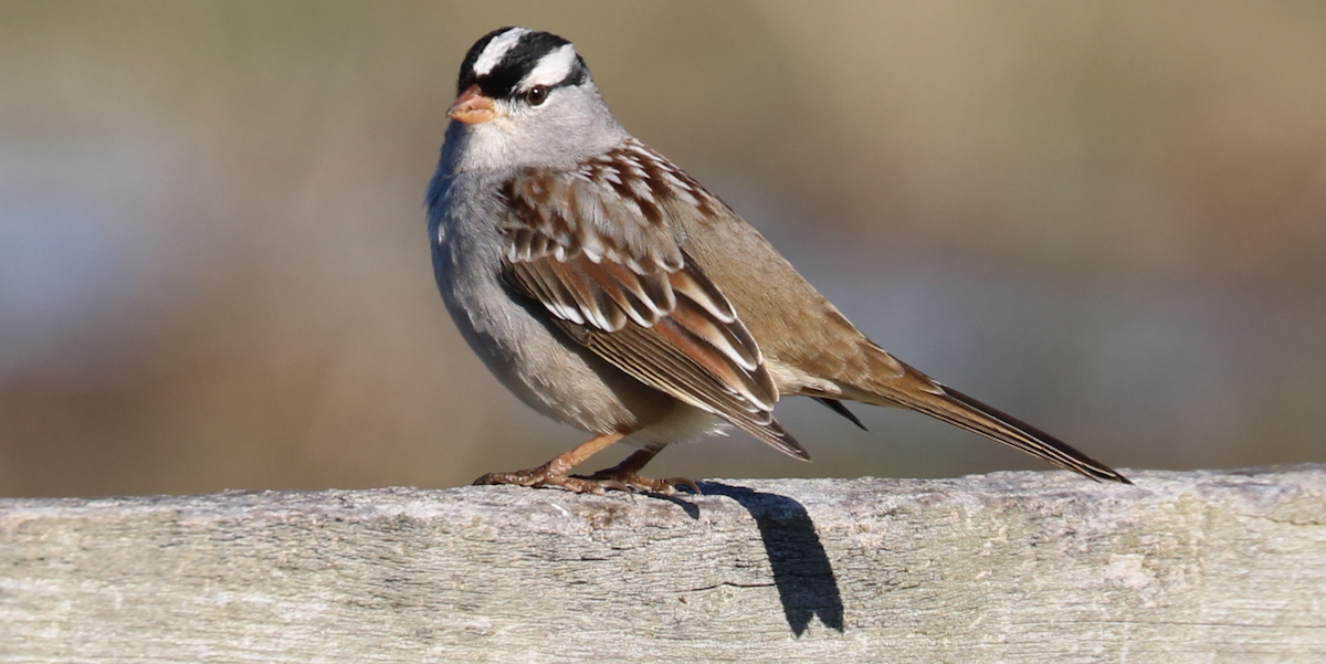 White-crowned Sparrow - James Wheat