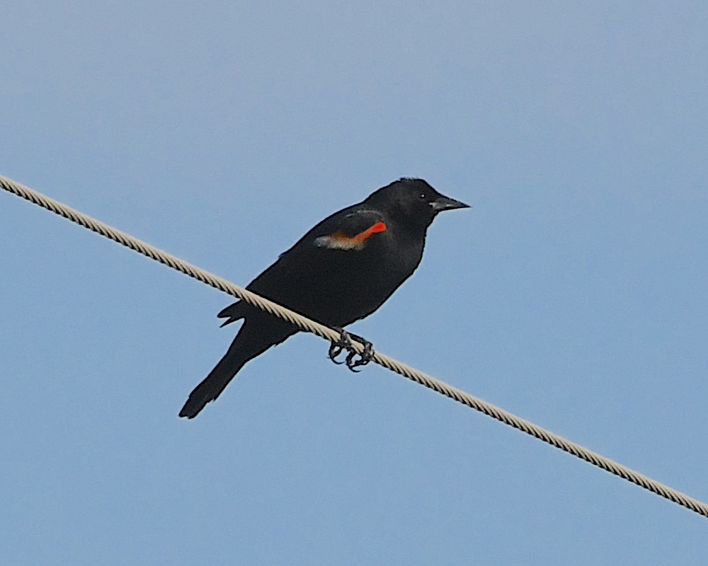 Red-winged Blackbird - ML593851791