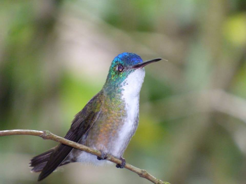 kolibřík azurovotemenný - ML59385241