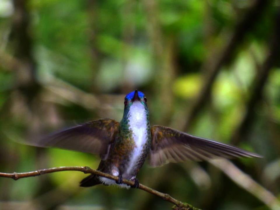 Azure-crowned Hummingbird - ML59385251