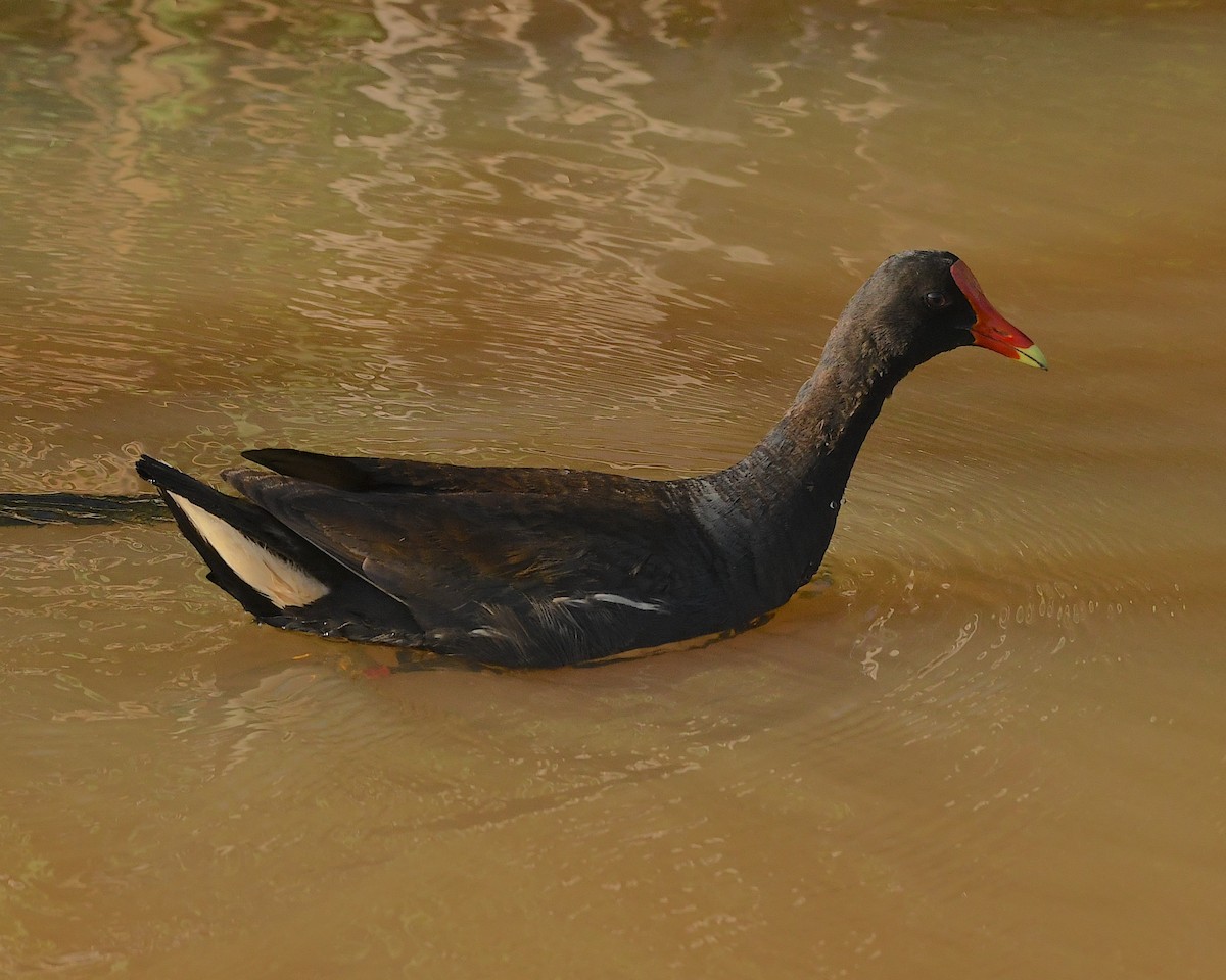 Common Gallinule - ML593853501