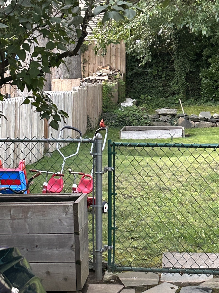 Northern Cardinal - ML593853721