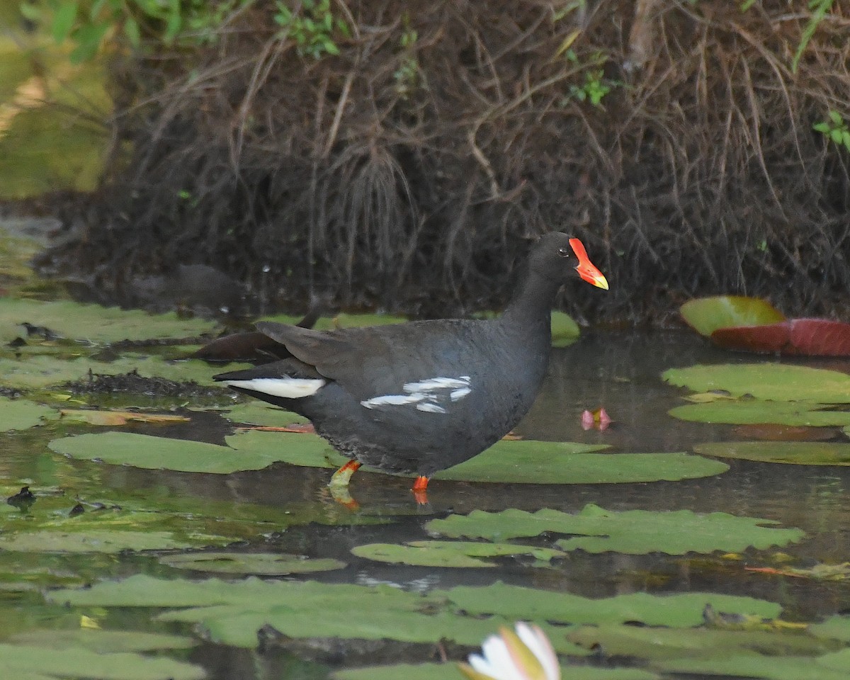 Common Gallinule - ML593853821