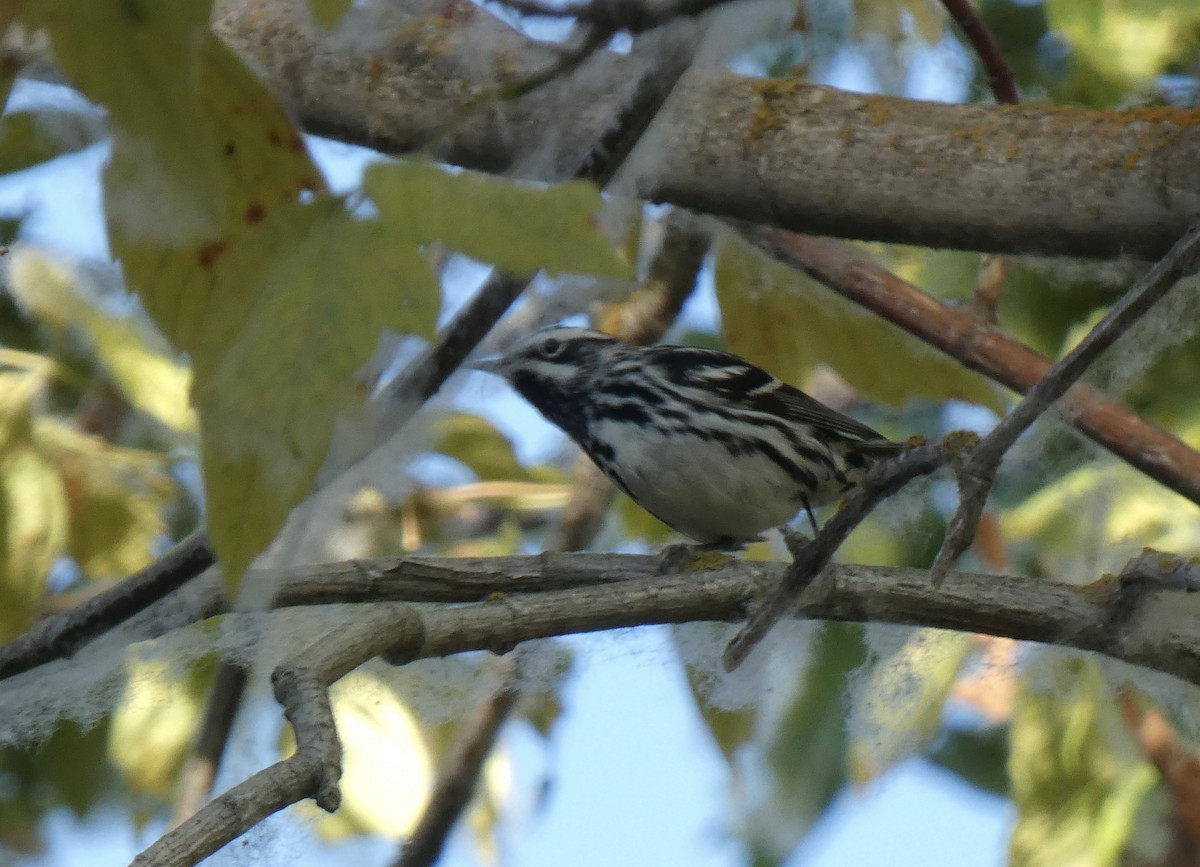 Black-and-white Warbler - ML593854551