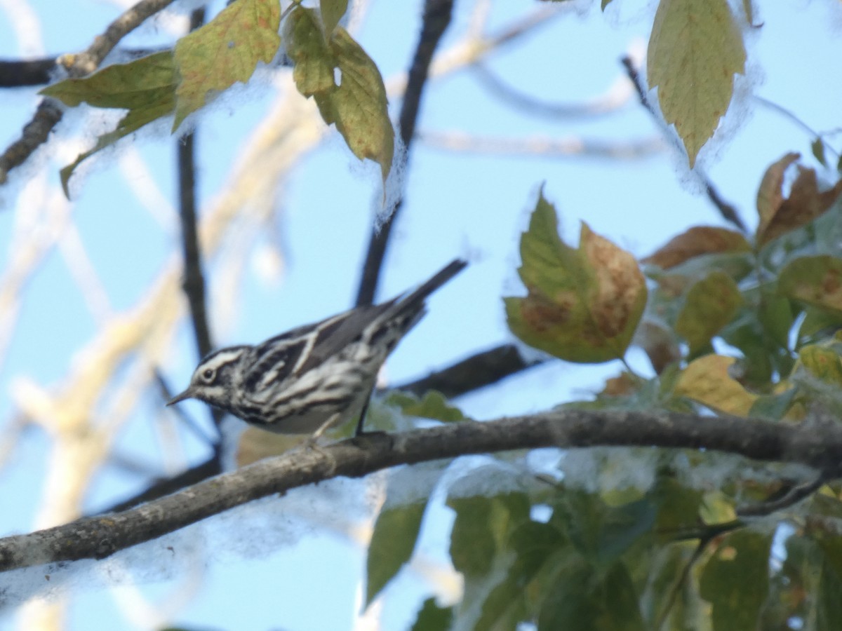 Black-and-white Warbler - ML593854561