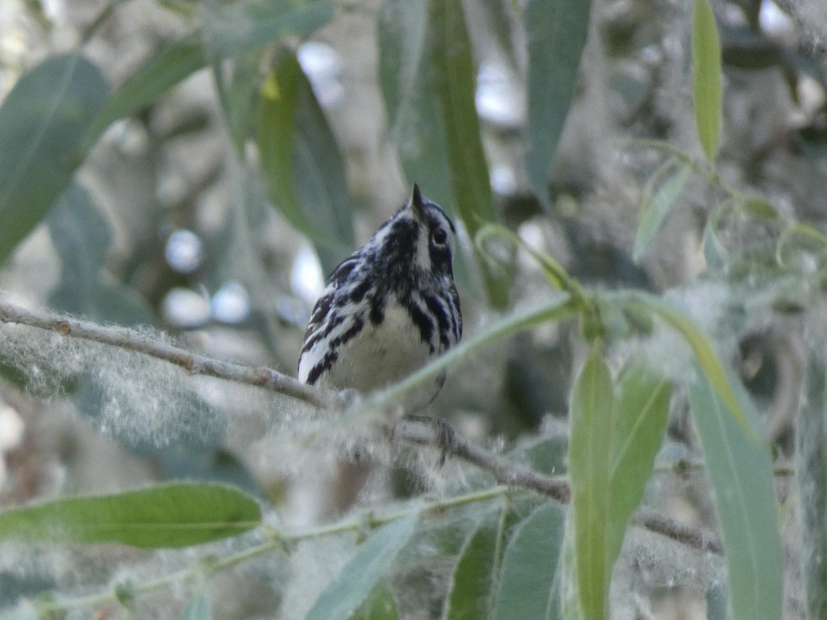 Black-and-white Warbler - ML593854571