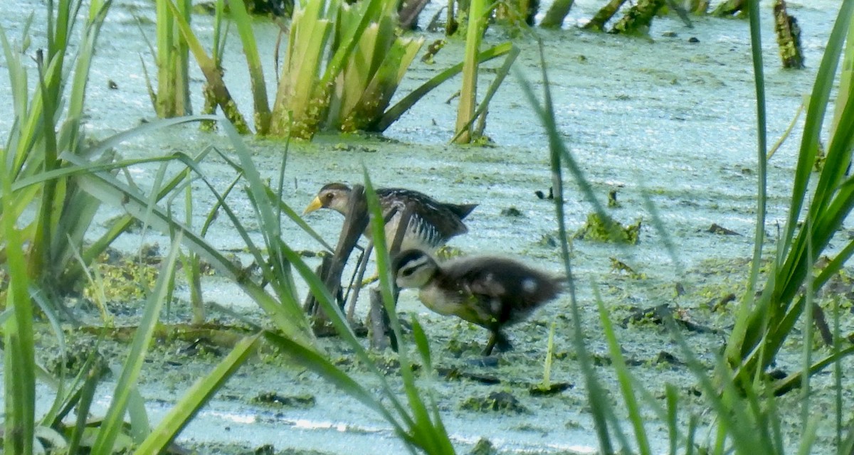 Carolinasumpfhuhn - ML593854801
