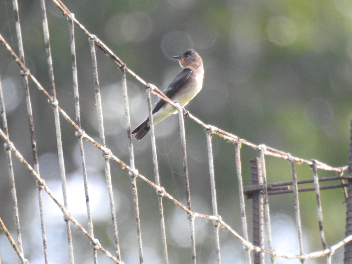 Southern Rough-winged Swallow - ML593855031