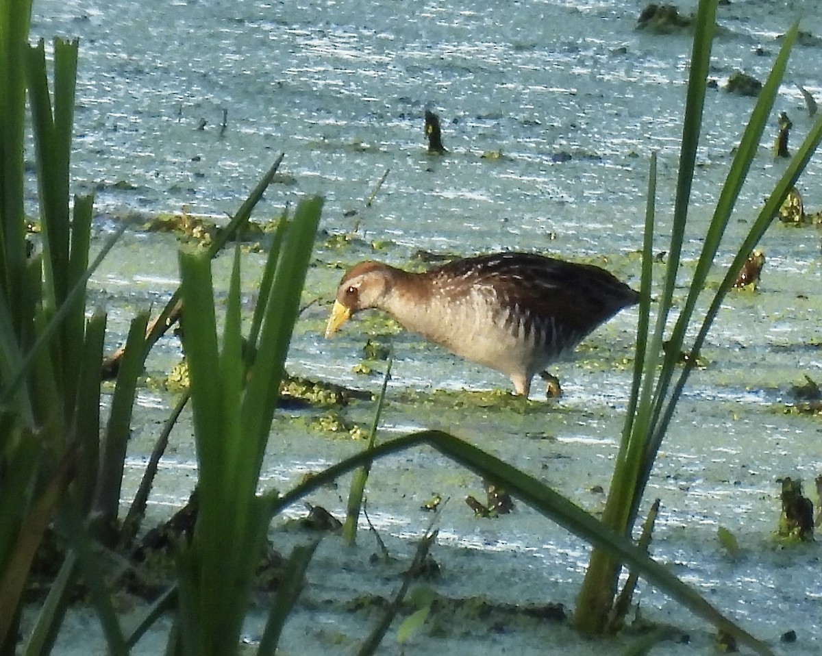 Carolinasumpfhuhn - ML593855251