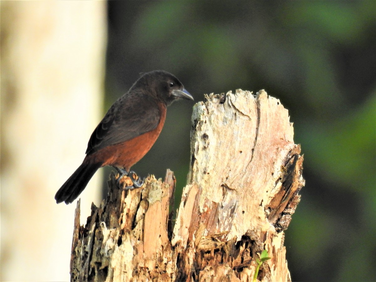 Silver-beaked Tanager - ML593855661