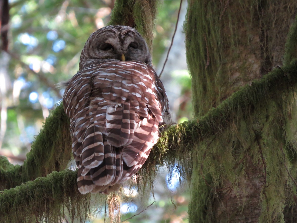 Barred Owl - Chris Dale