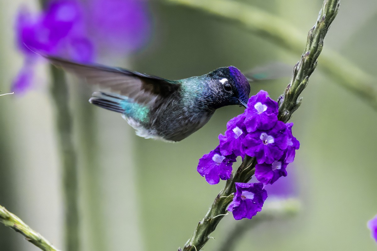 Violet-headed Hummingbird - ML593855841