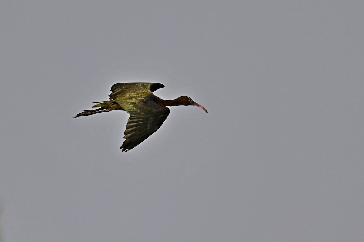 ibis hnědý - ML593855851