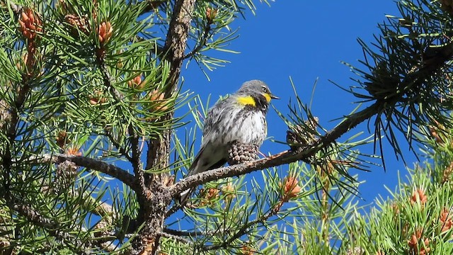 Yellow-rumped Warbler (Audubon's) - ML593856871