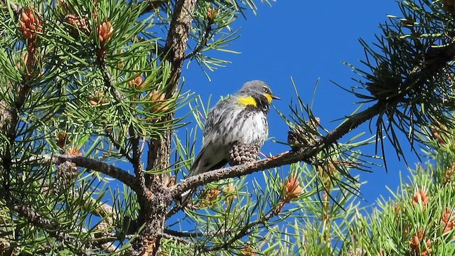 Kronenwaldsänger (Audubonwaldsänger) - ML593856871