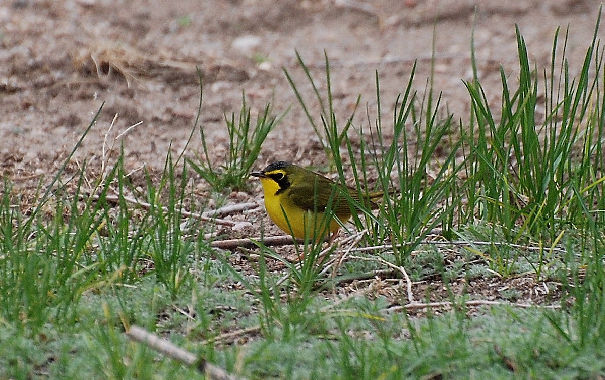 Kentucky Warbler - ML59385741