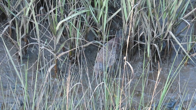 Clapper Rail - ML593857711