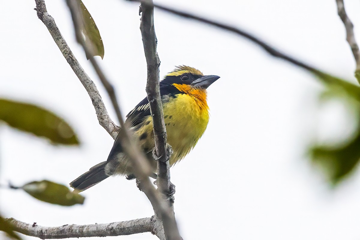 Gilded Barbet - graichen & recer