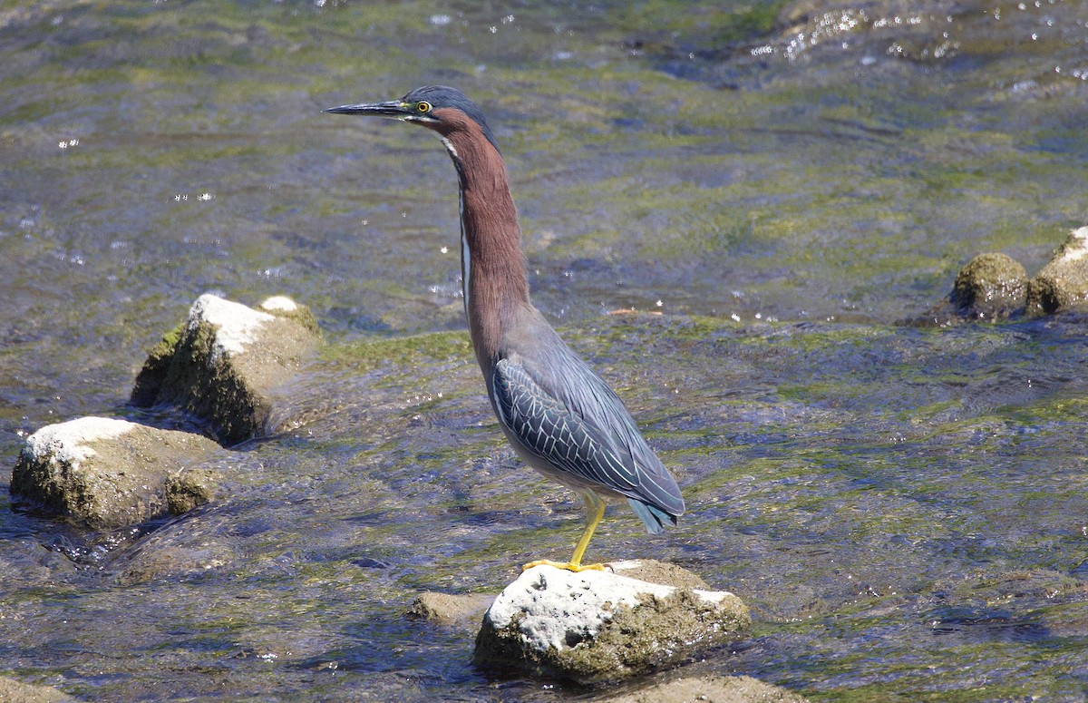 Green Heron - ML593858641