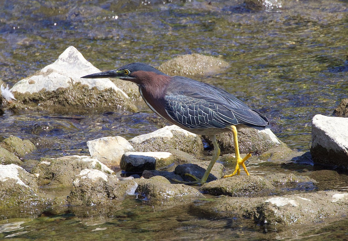 Green Heron - ML593858681