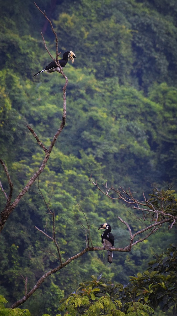 Oriental Pied-Hornbill - Nabarun Mondal