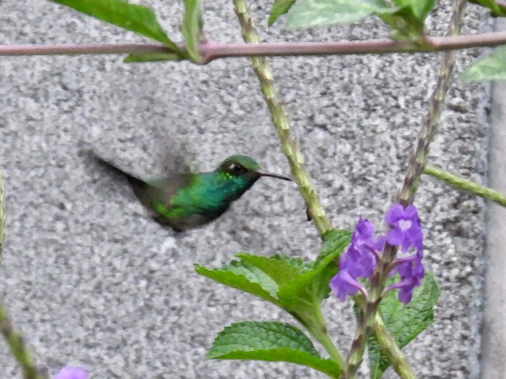 Canivet's Emerald - ML593858851