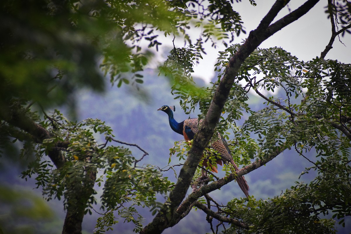 Indian Peafowl - ML593859141