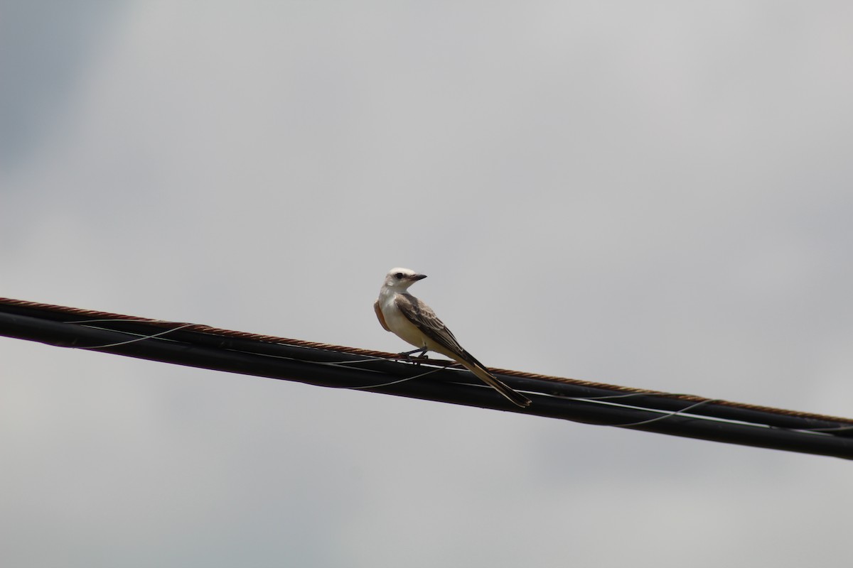 Scissor-tailed Flycatcher - Ty Sharrow