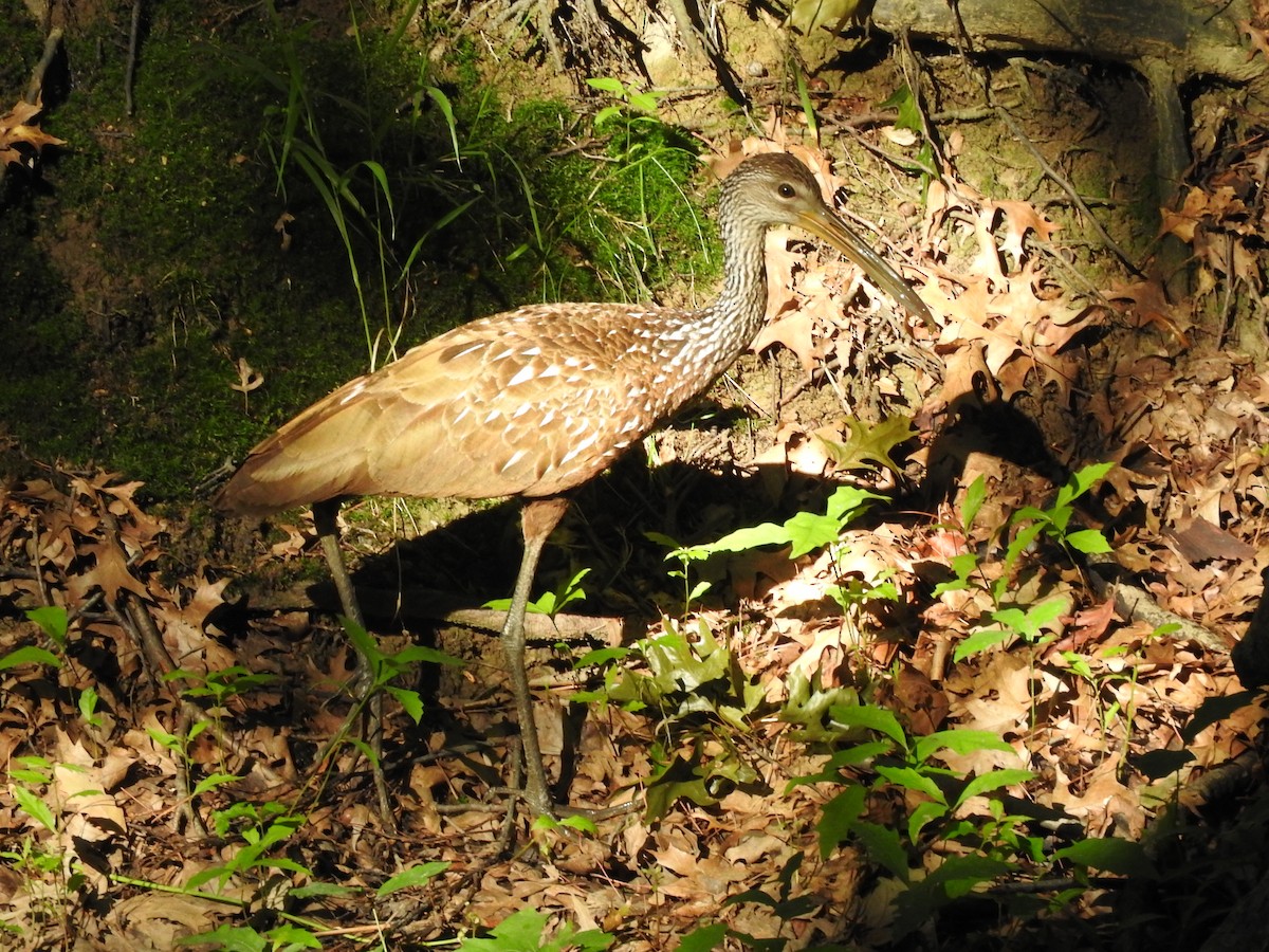 Limpkin - ML593859391