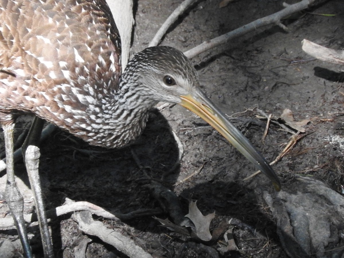 Limpkin - ML593859441