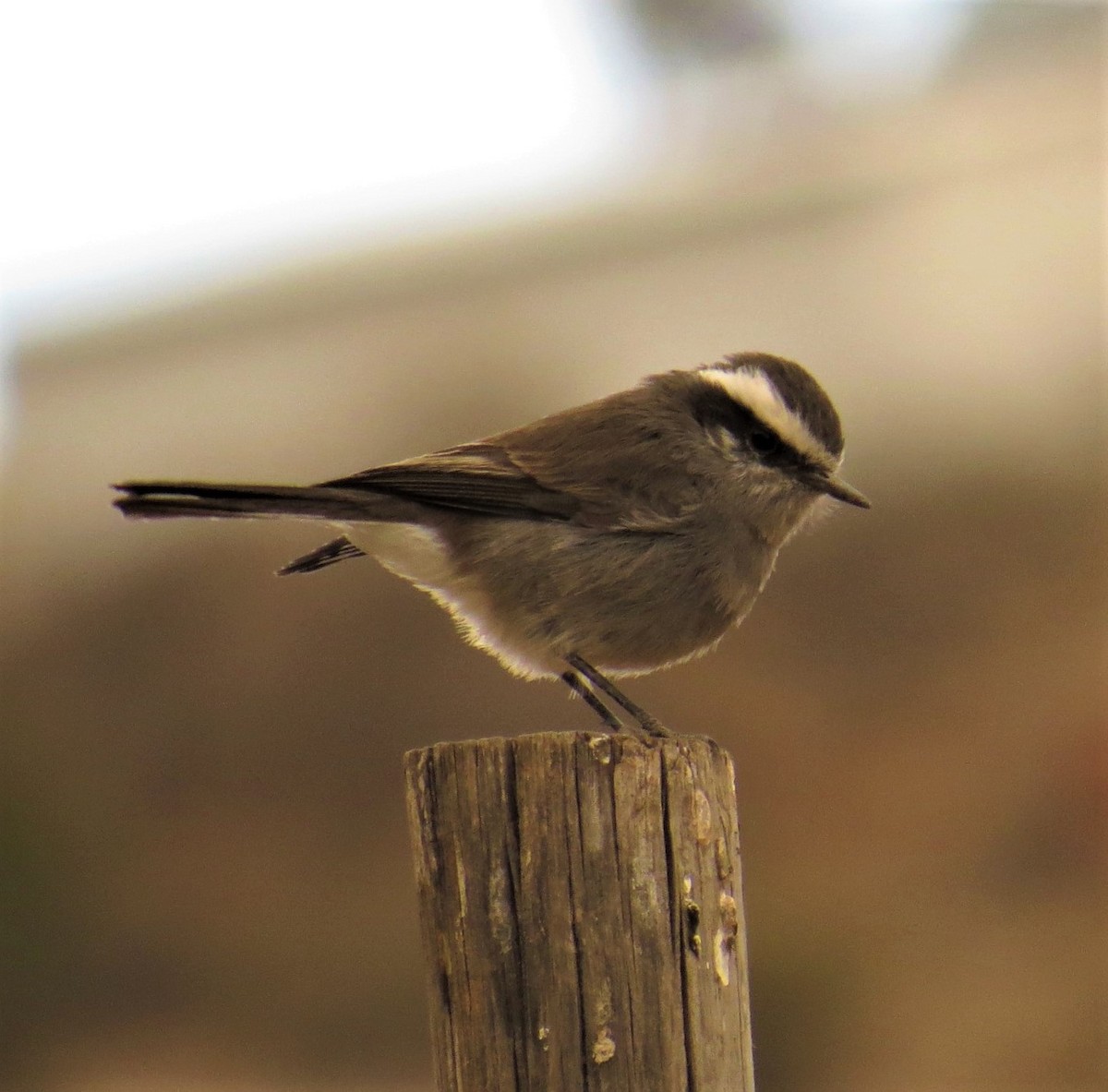 White-browed Chat-Tyrant - ML593860061