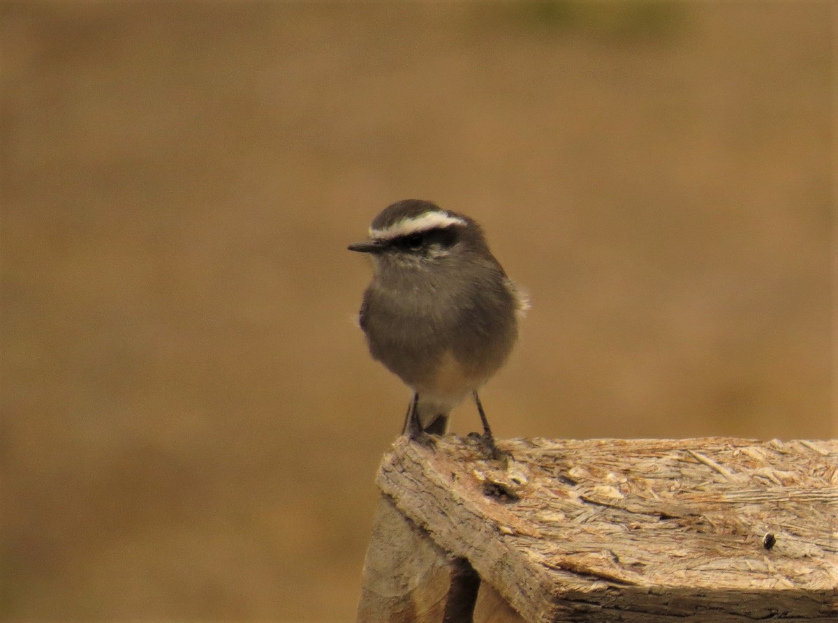 White-browed Chat-Tyrant - ML593860071