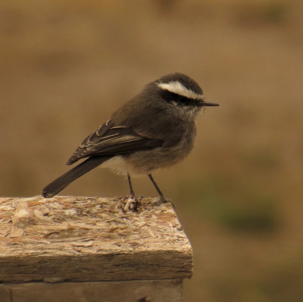 White-browed Chat-Tyrant - ML593860081