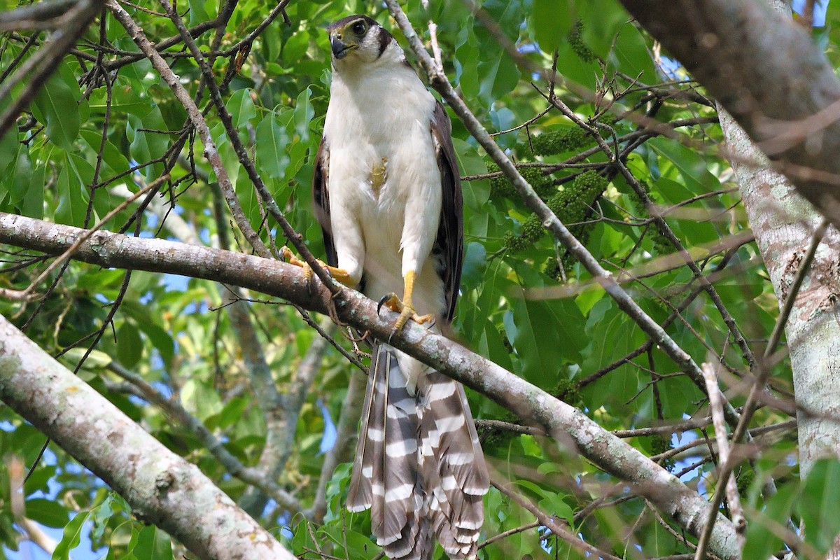 Collared Forest-Falcon - ML593861661