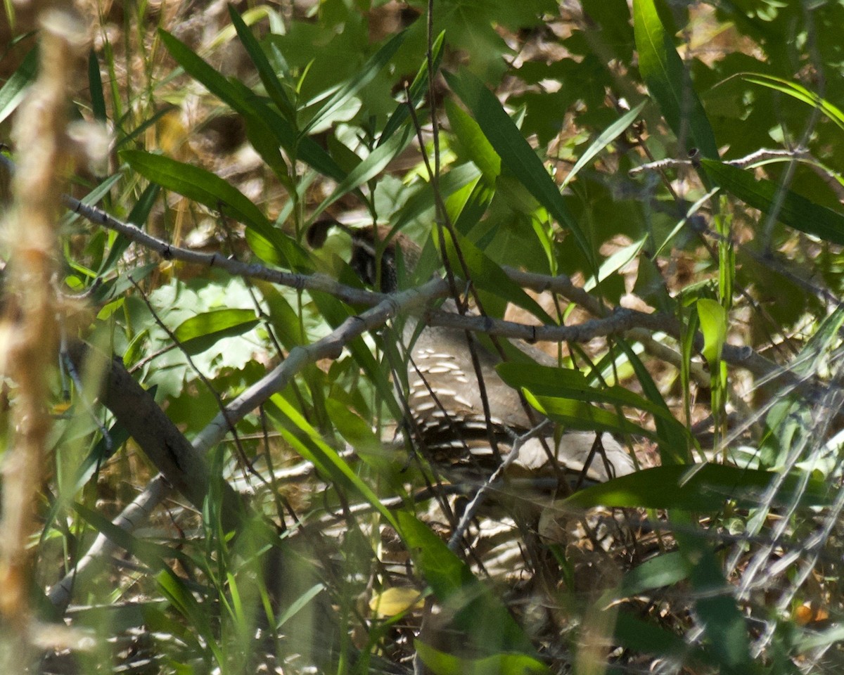 California Quail - ML593862171